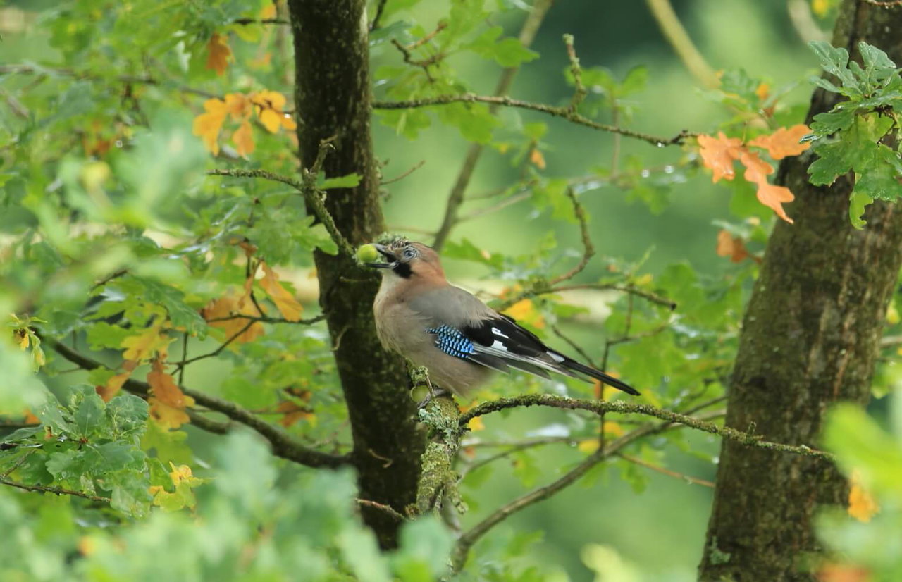 landidyll-landhaus-liesetal-hallenberg-liesen-sauerland-natur-pur-direkt-vor-der-hoteltuer-singvogel-im-baum
