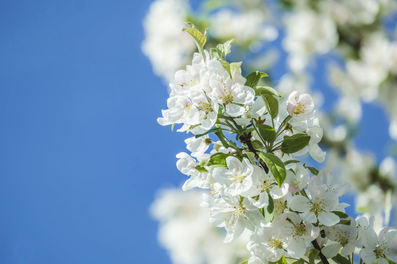 apfelbaum-exX7Uk7gpBc-unsplash