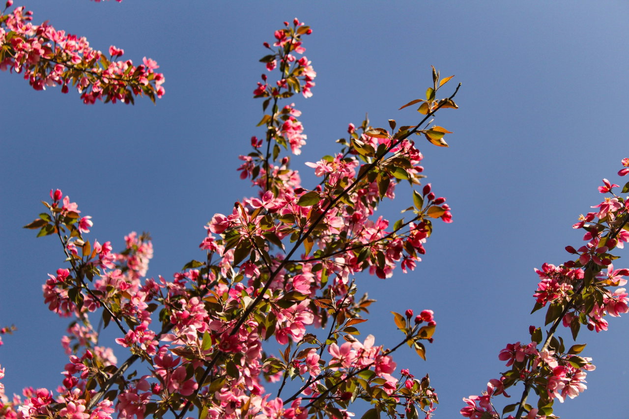 Pfirsichblüte-ITTS9lMy1BQ-unsplash