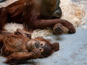 Monkey Zoo