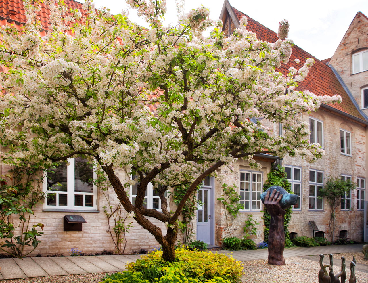 Blühender Apfelbaum im Skulpturenhof des Günter Grass-Hauses vor Backsteinfassaden, rechts eine Bronzeskulptur