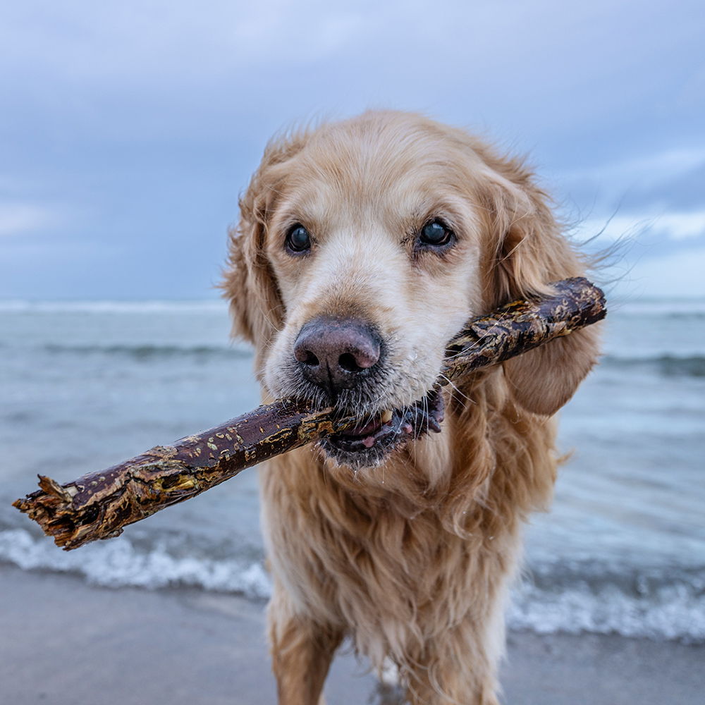 Urlaub-mit-Hund-in-Heiligenhafen---Oliver-Franke_2_1000x1000