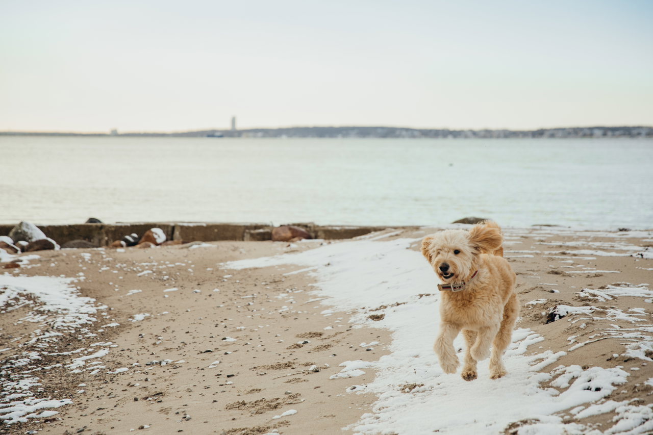 Hunde Lübecker Bucht – Social Dog Walk © www.luebecker-bucht-ostsee (52)