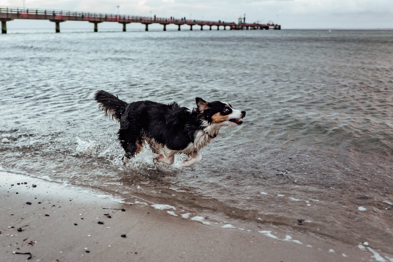 hund-strand-copyright-tsg