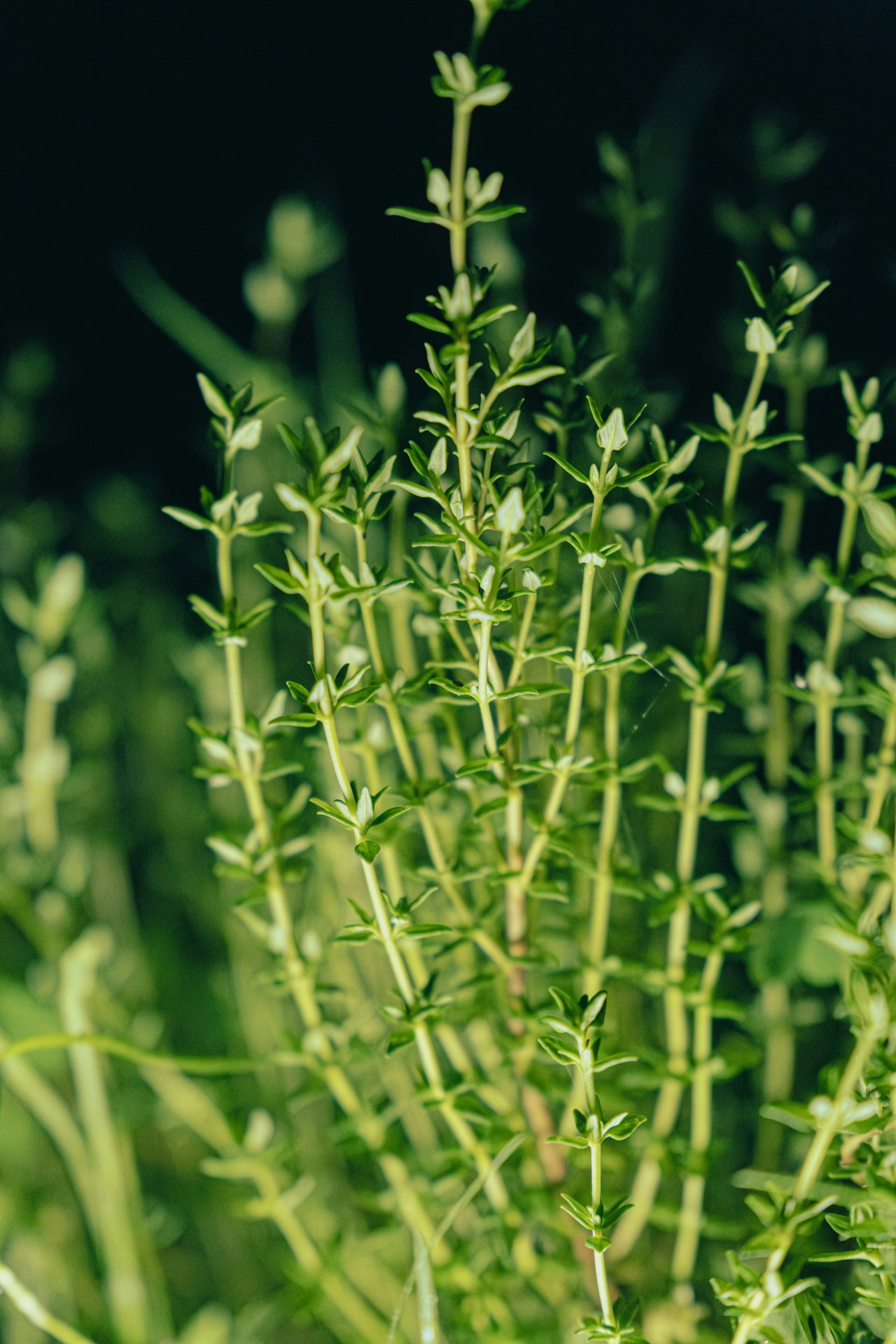 matt-str-cmVCG0V55zg-unsplash