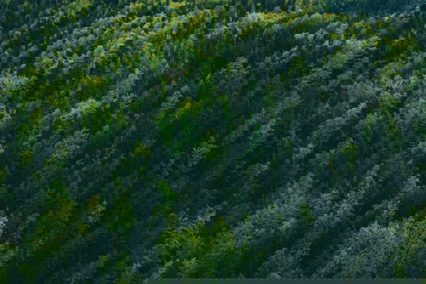 green forrest-_gu7E90QChU-unsplash