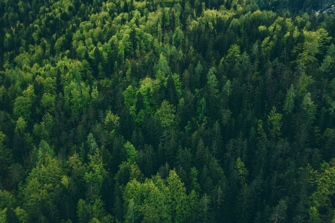 Dichter grüner Wald aus der Luft