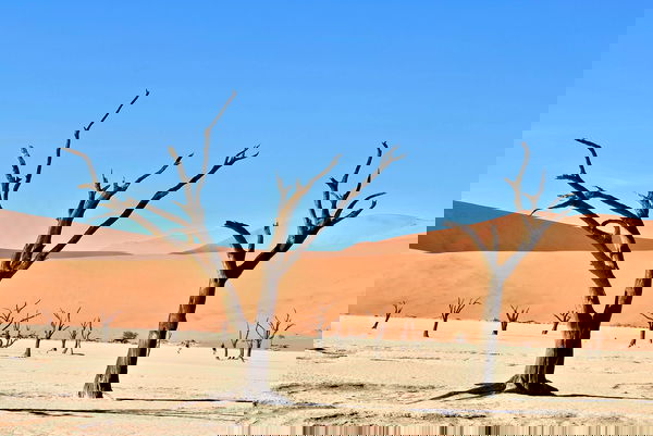 green forrest-WP9GFwbVur0-unsplash