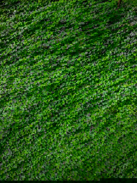 green forrest-waR6qRG02wc-unsplash