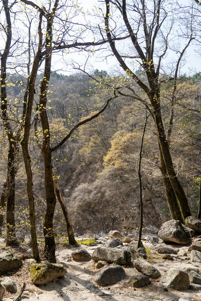 green forrest-XhmDhD7NUzc-unsplash