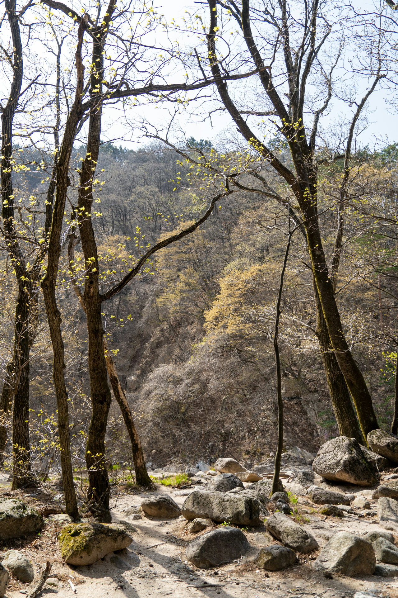 Kahle Bäume und Felsen an einem Waldhang