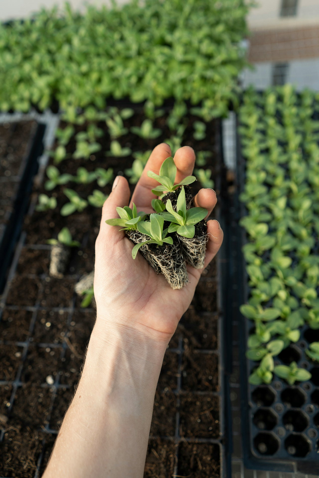 gardening-tbiV-yc903g-unsplash
