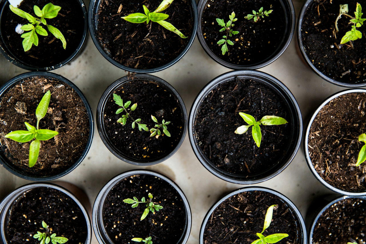 gardening-4PG6wLlVag4-unsplash