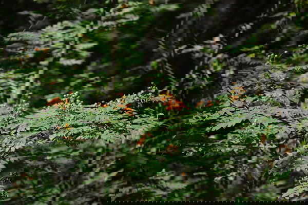 green forrest-Gm5IuNGAH6E-unsplash