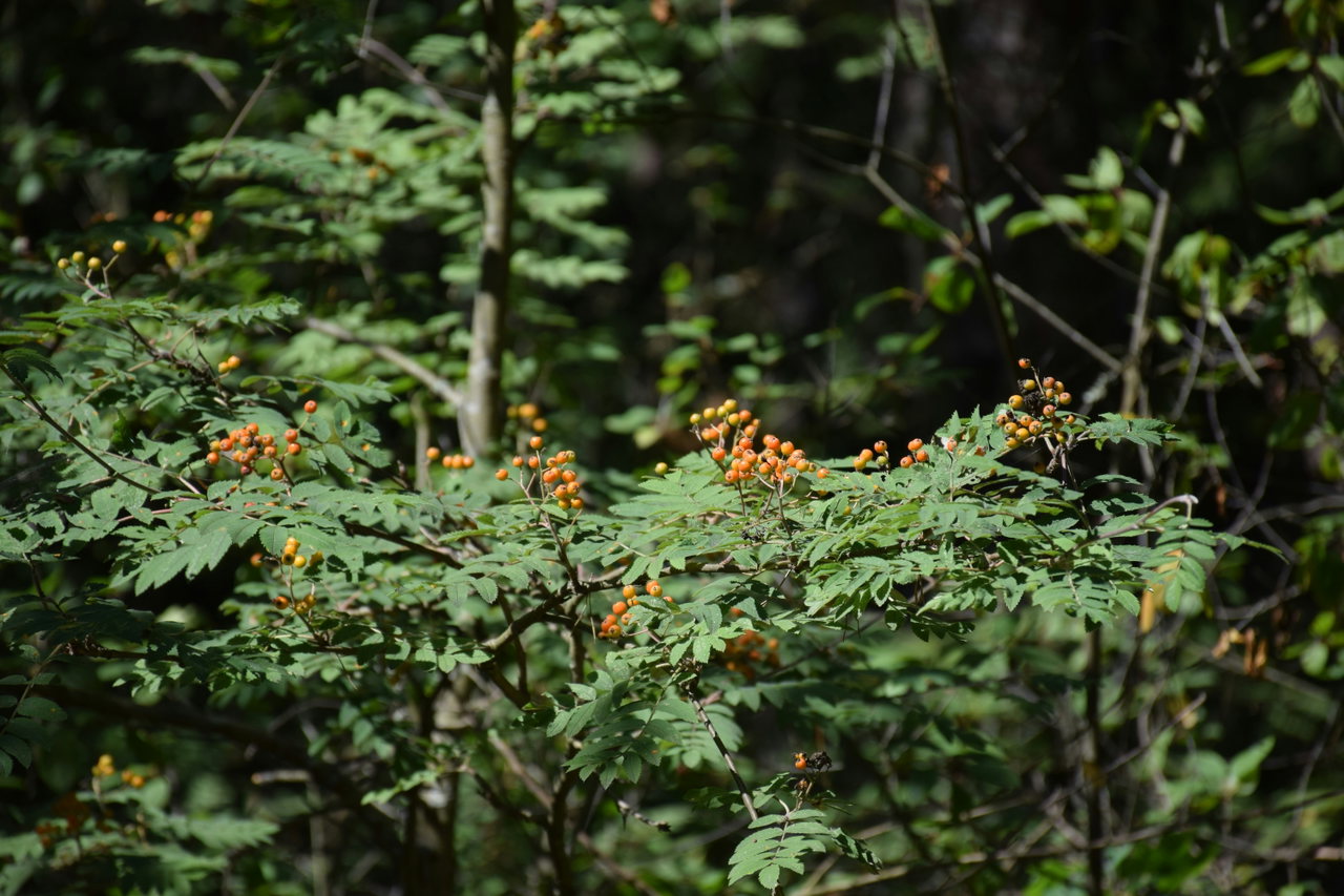Zweige mit Beeren im Waldschatten