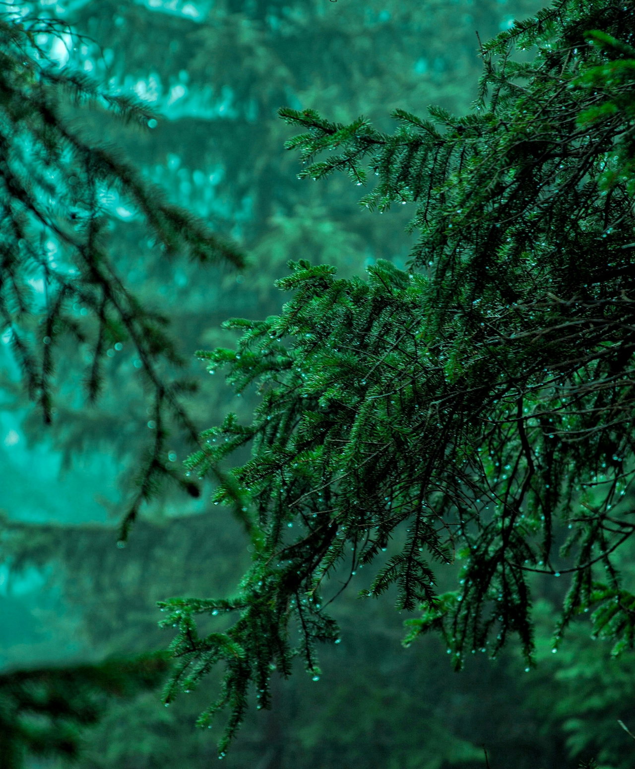 Nadelzweige in grünlichem Licht