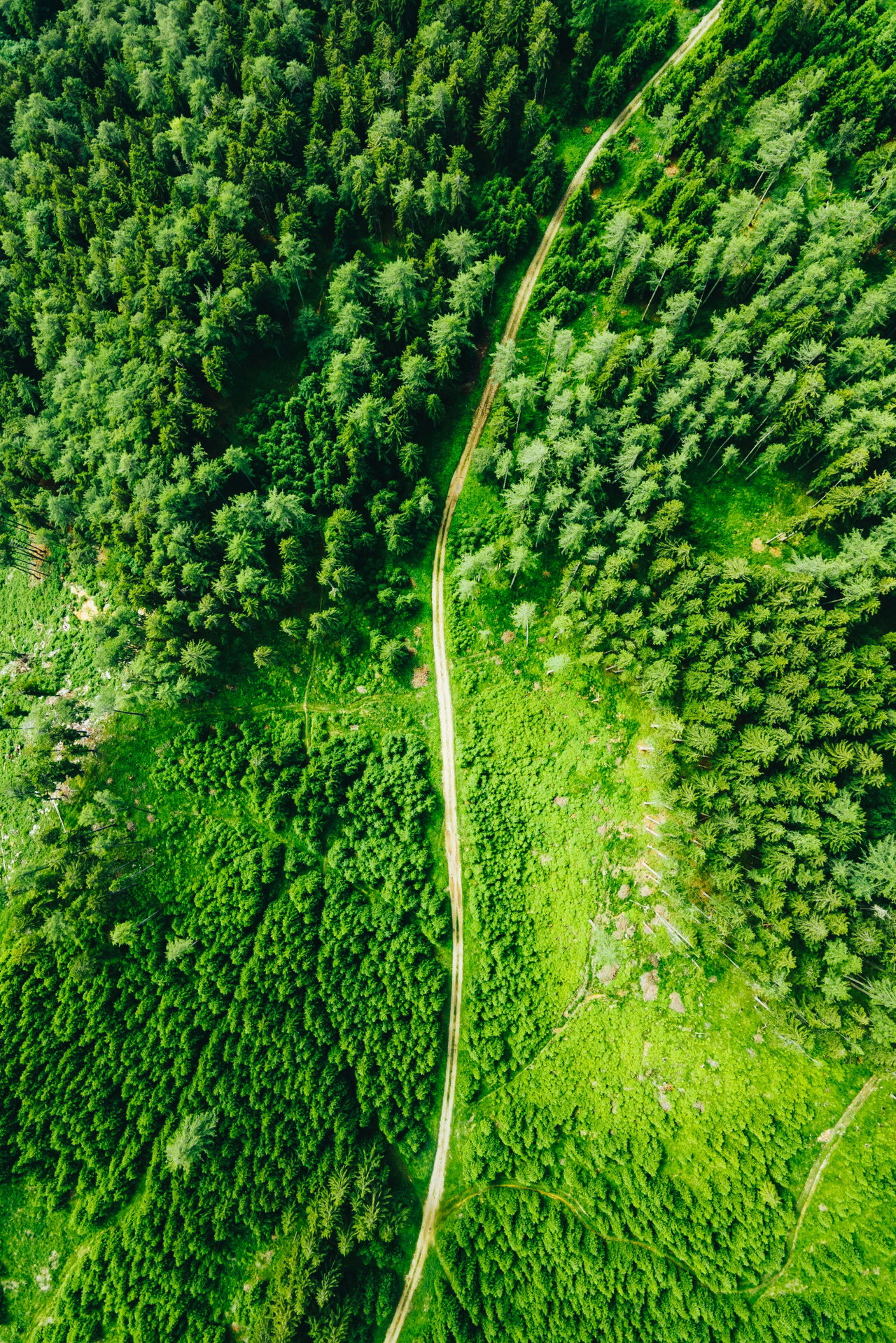 Weg durch hellgrünen Wald, von oben