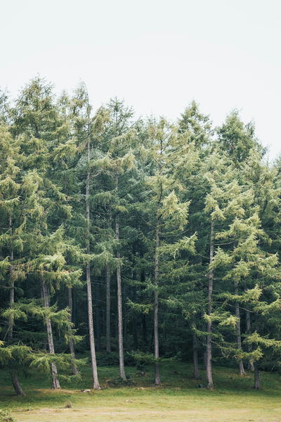 green forrest-rcTU2i8FcQ4-unsplash