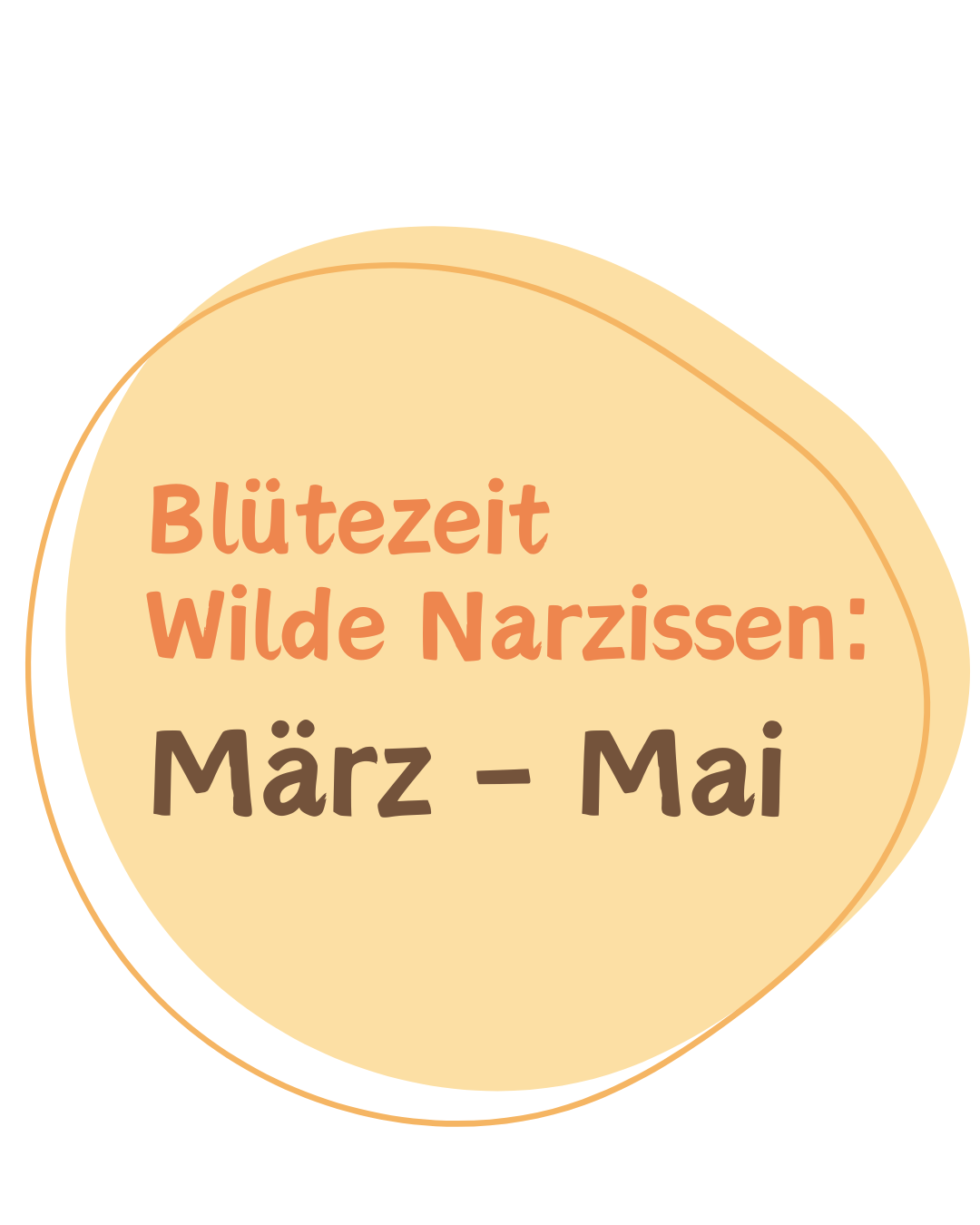 Wilde Narzissen blühen von März - April