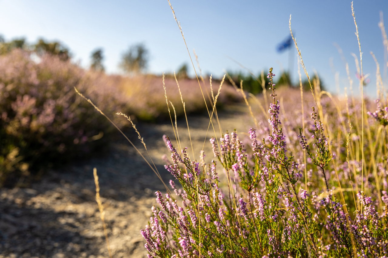 Heideblüte am Traumpfad Wacholderweg (2)