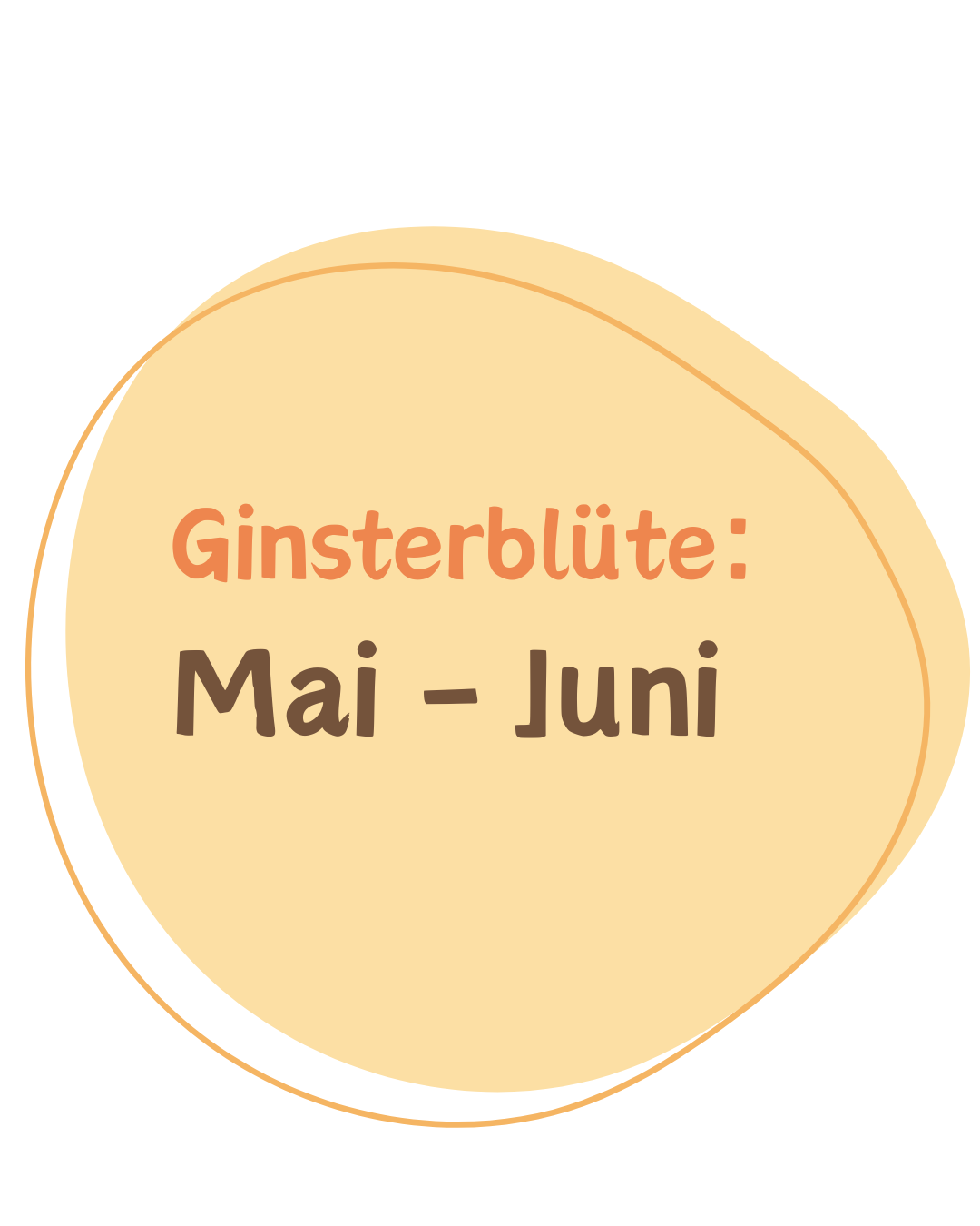 Ginsterblüte ist von Mai bis Juni