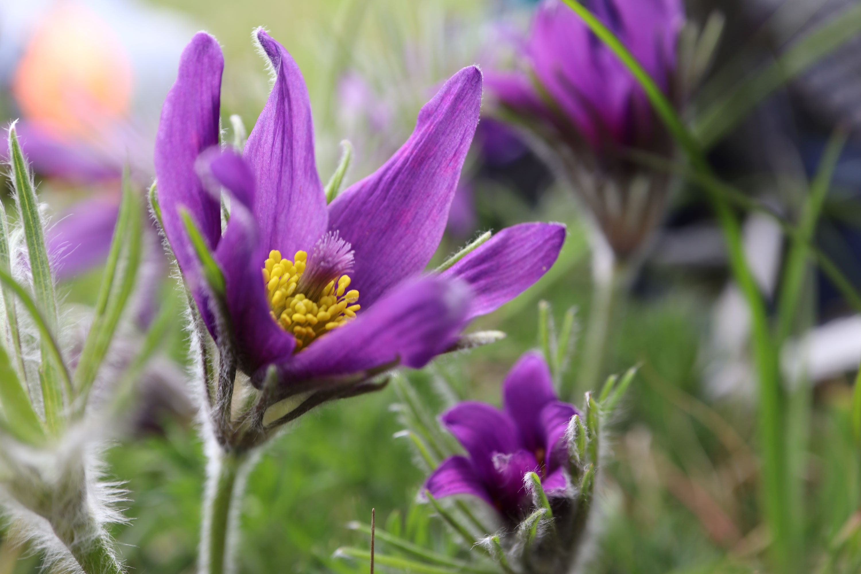 lilablühende Küchenschelle