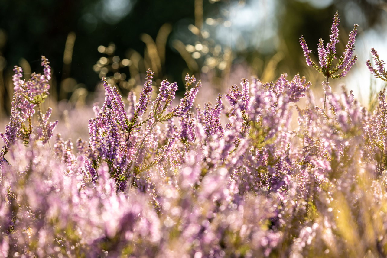 Heideblüte am Traumpfad Wacholderweg (4)