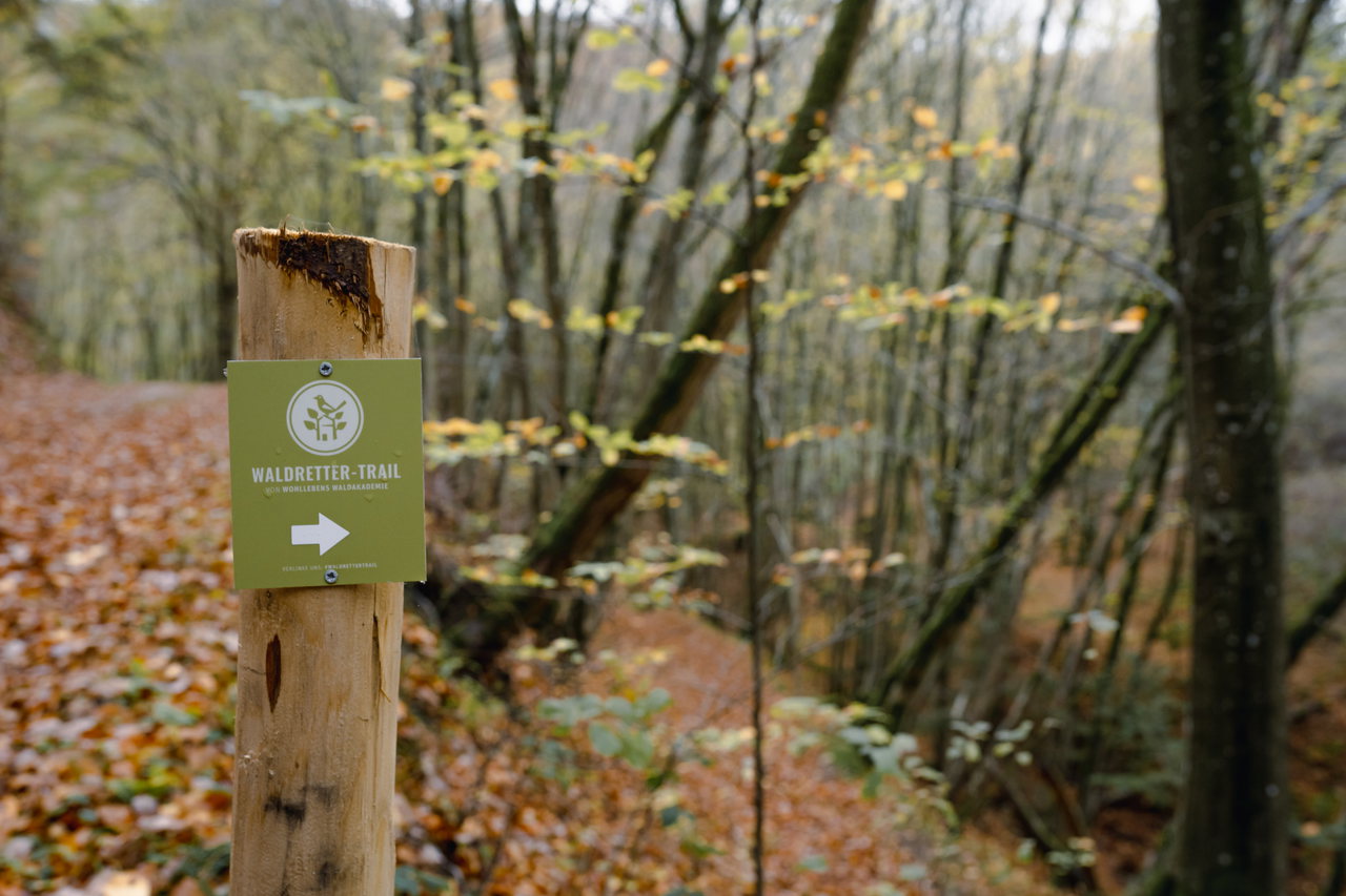 Waldretter-Trail_Herbst©Wohllebens-Waldakademie