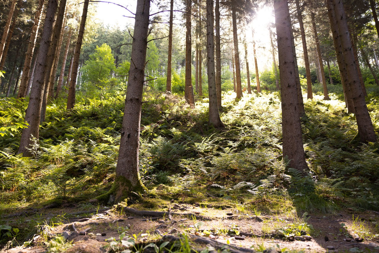 Unterwegs auf dem Wildnistrail