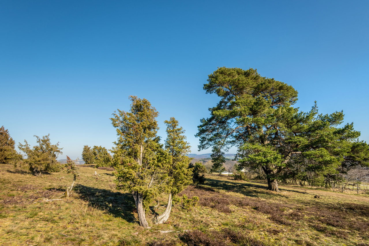 Traumpfad Wacholderweg (1)