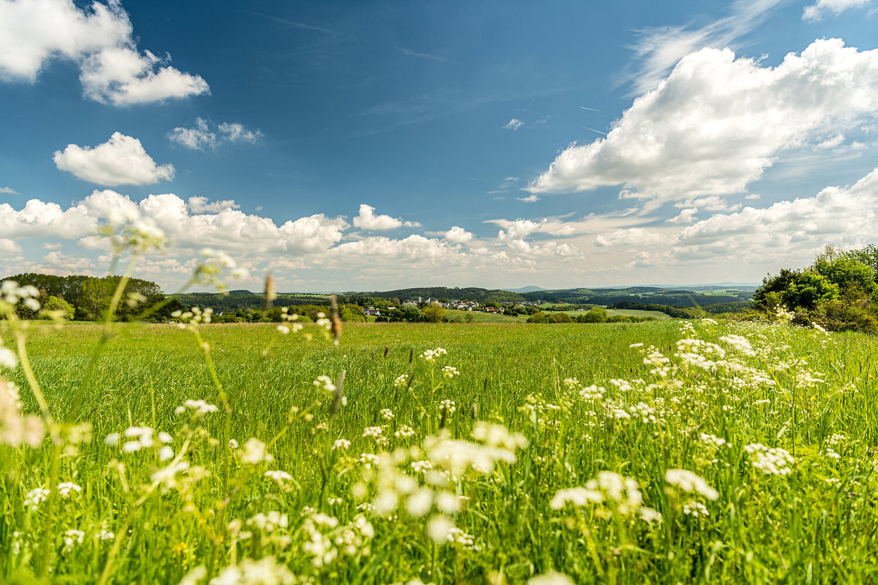 Naturschutzgebiet Steinbüchel_1