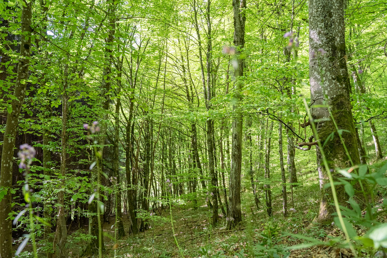 WaldretterTrail©Wohllebens-Waldakademie