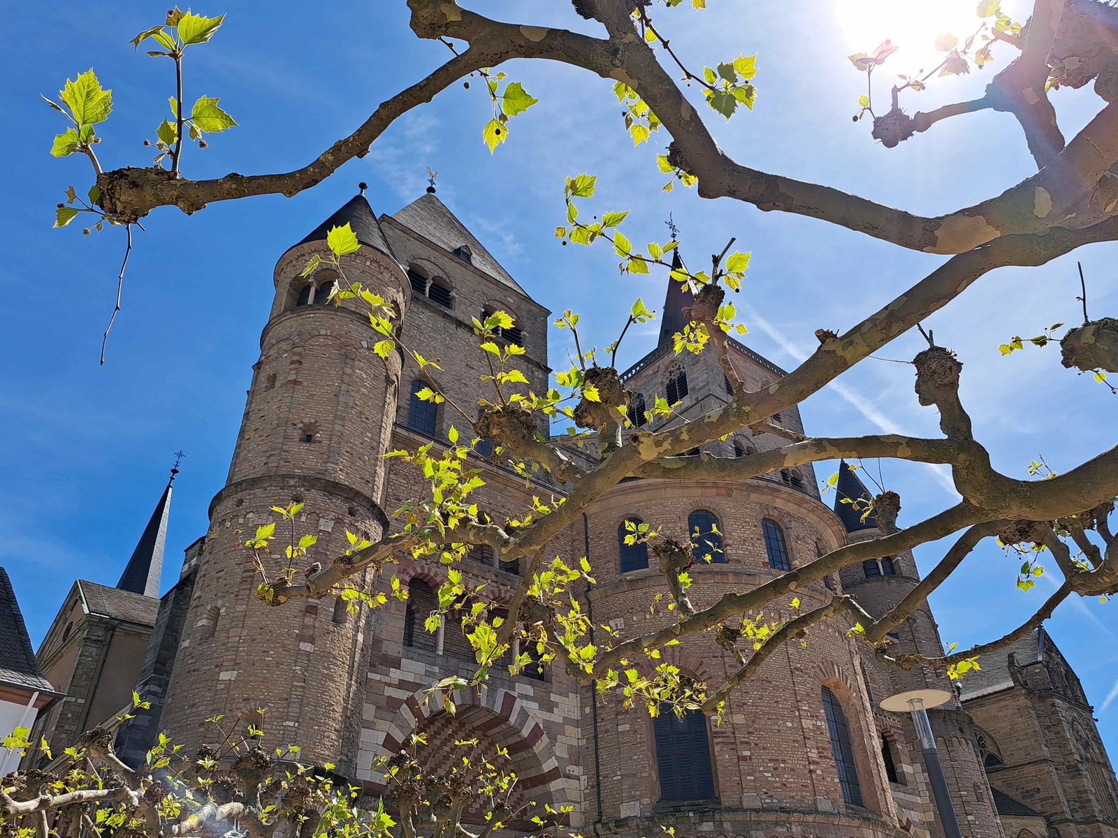 Blick durch eine Platane auf den Trierer Dom