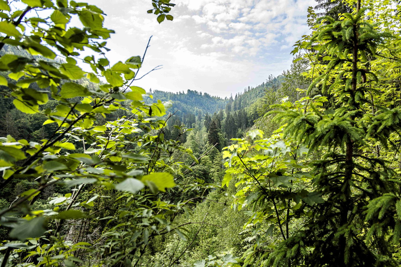 Hoellental_natur Bildrechte Daniel Elke