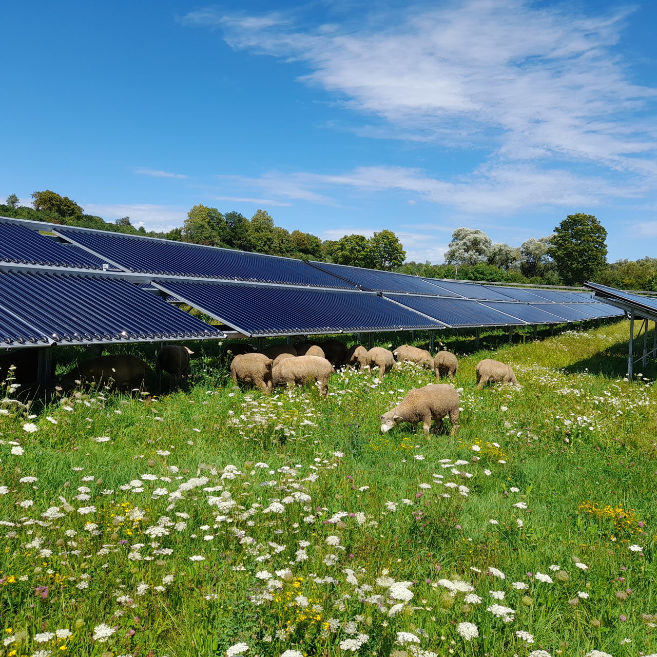 stadtwerke-Schafe Solarthermieanlage ÜB