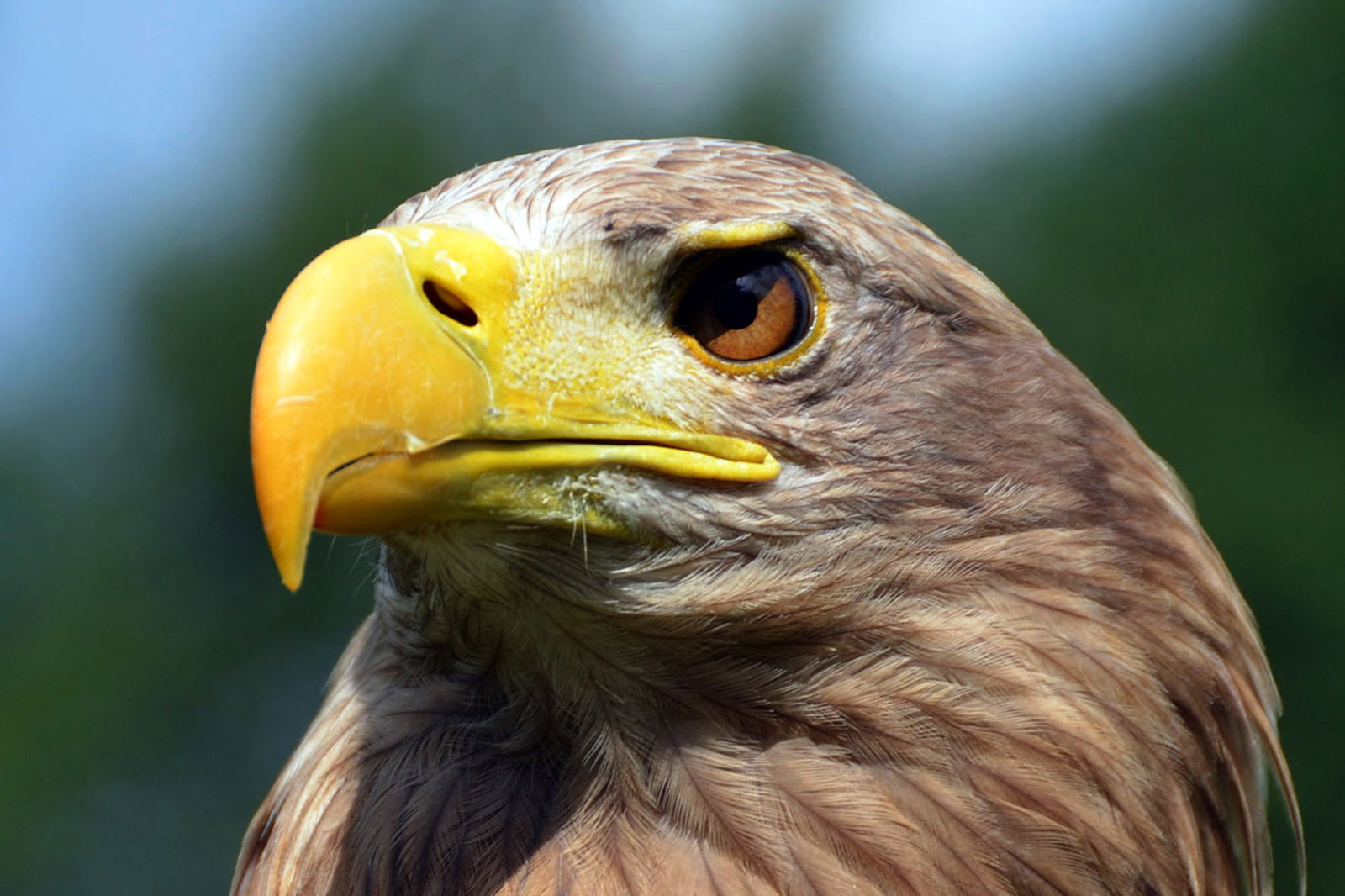 Eekholt_Seeadler_1