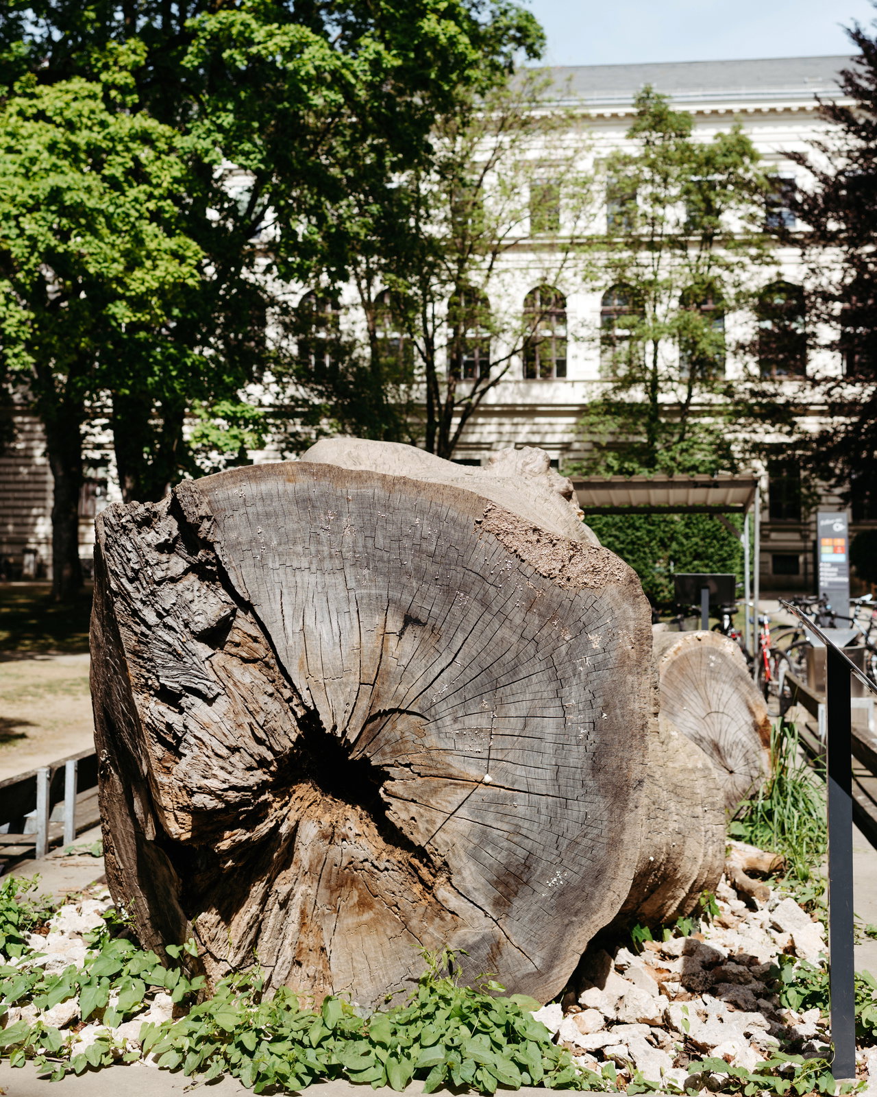 Eine gefällte Plantane bietet als Totholzbaum neuen Lebensraum.