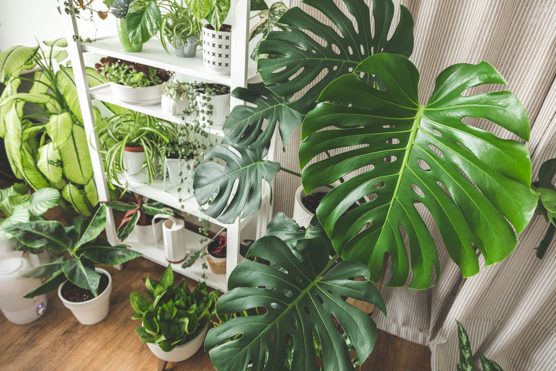 Ein Regal voller Zimmerpflanzen, im Vordergrund eine große Monstera