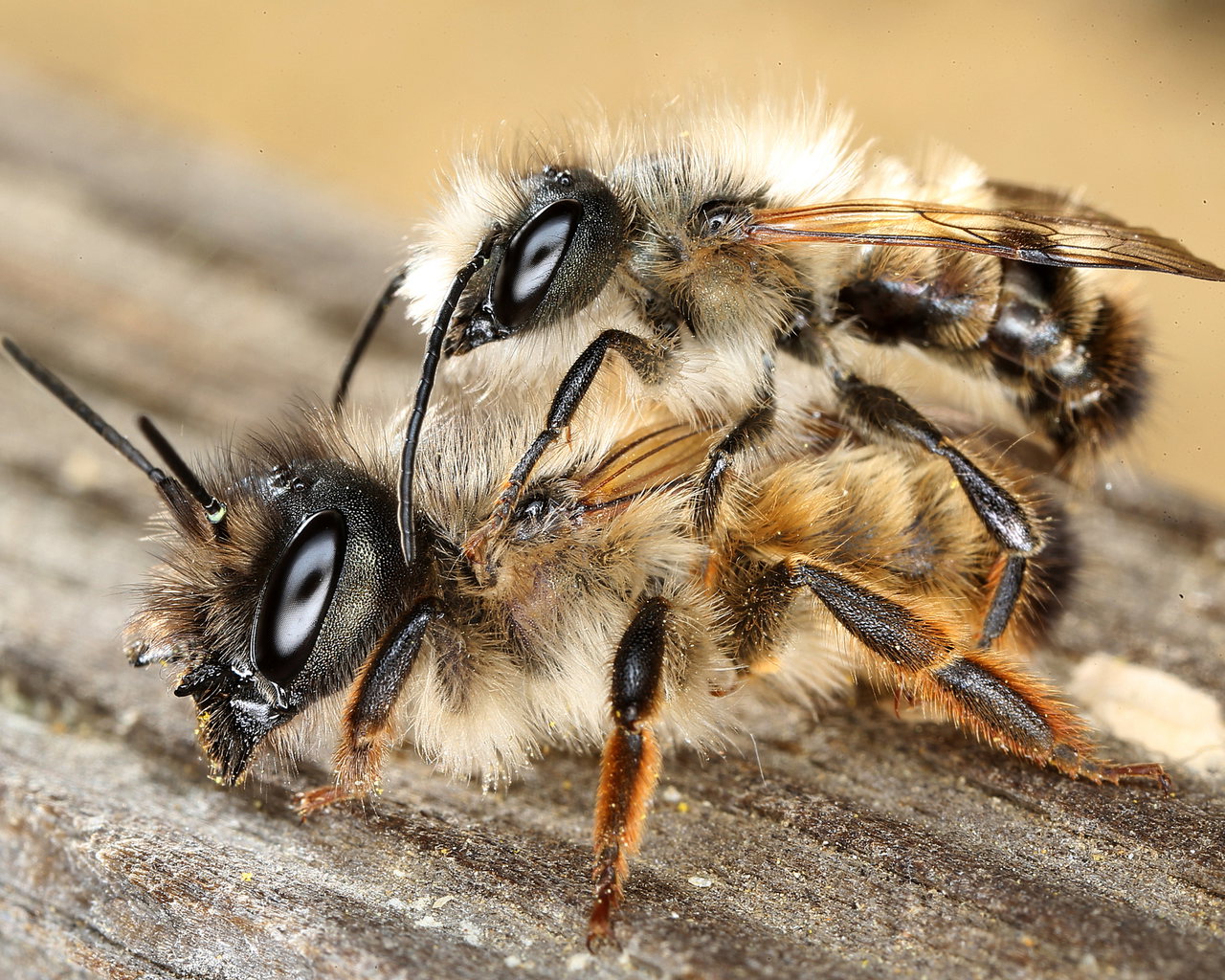 Die Rote Mauerbiene – hier bei der Paarung – ist in das Insektenhotel am Campus eingezogen.