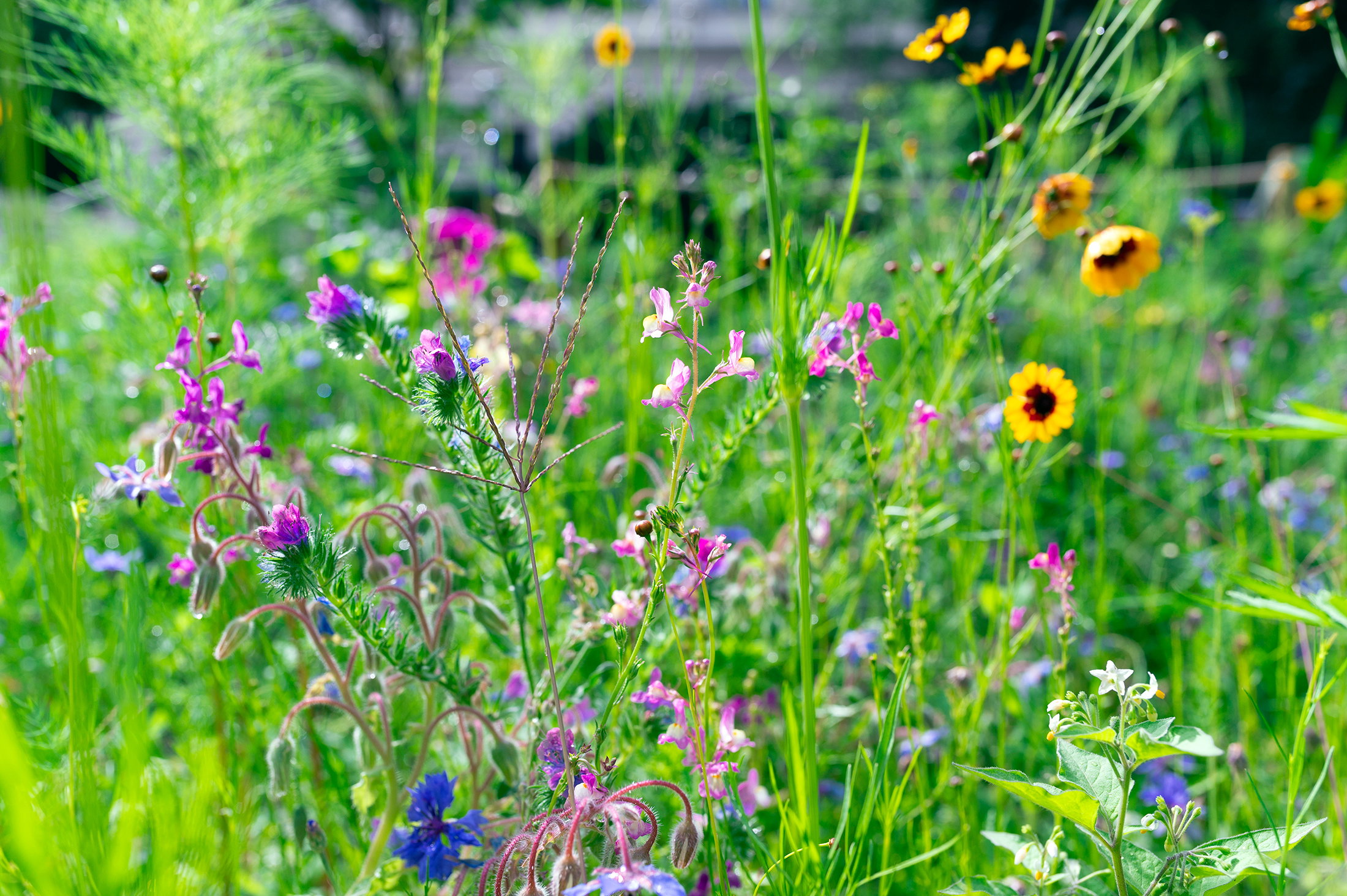 bunte Blüten auf der Blühwiese am Campus