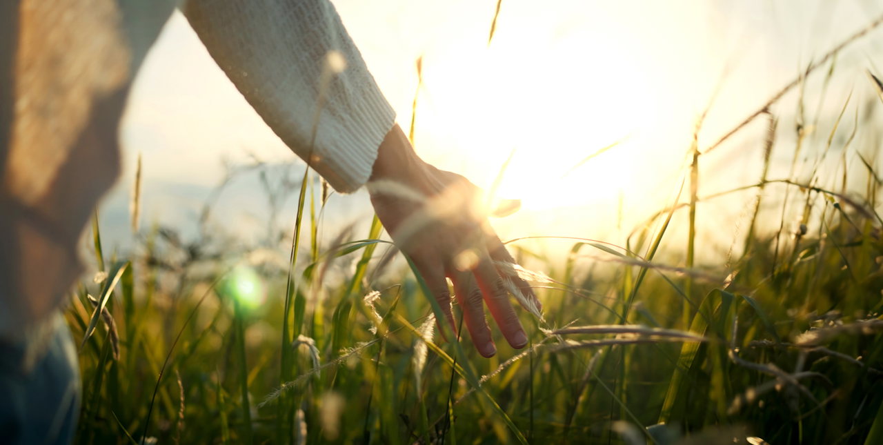 Eine Hand streift durch hohes Gras, im Hintergrund die Sonne