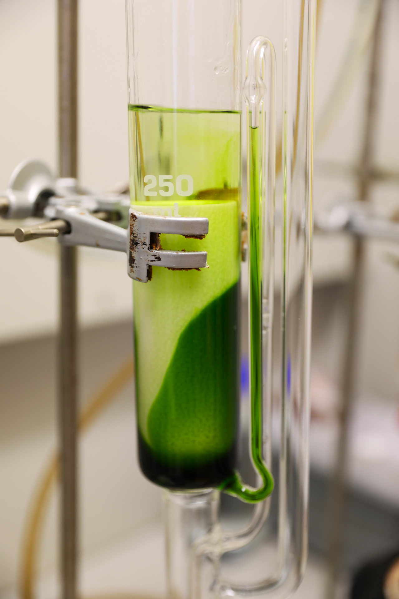 Nettle_Lab_Kuchl10