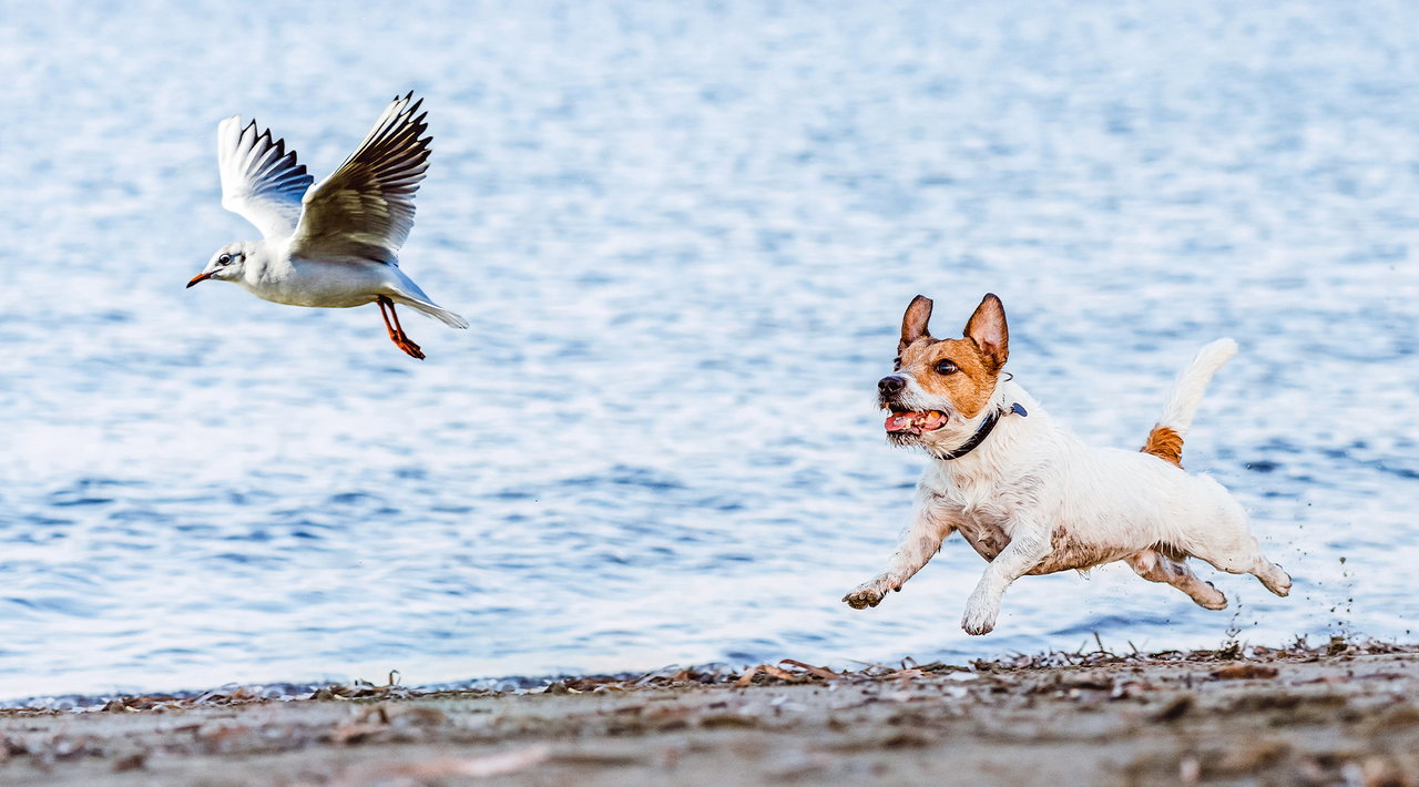 Orthomol_Bilder_DM_Ausg_65_2510_11_U_Dog_O