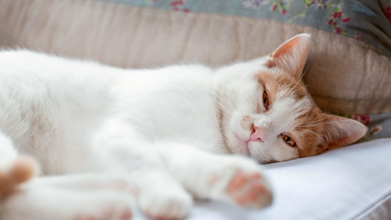 Orthomol_Bilder_DM_Ausg_68_2608_WHLBFNDN_Katze_RE