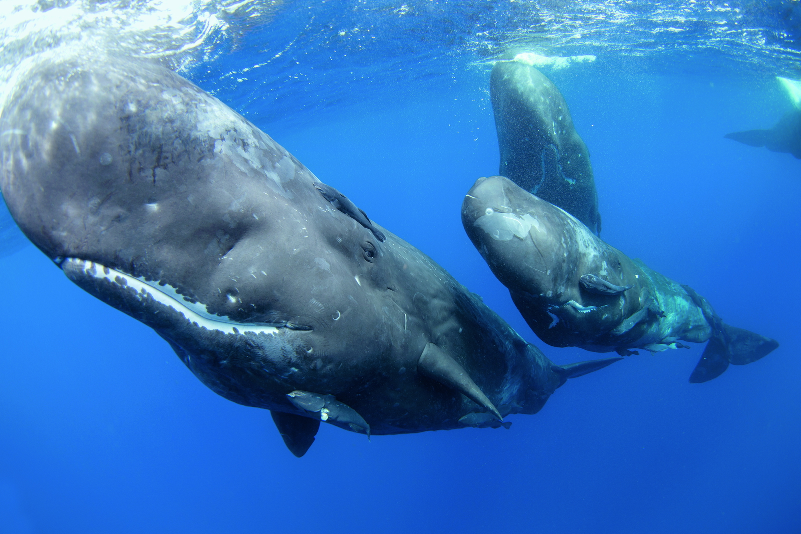 AdobeStock_295189344