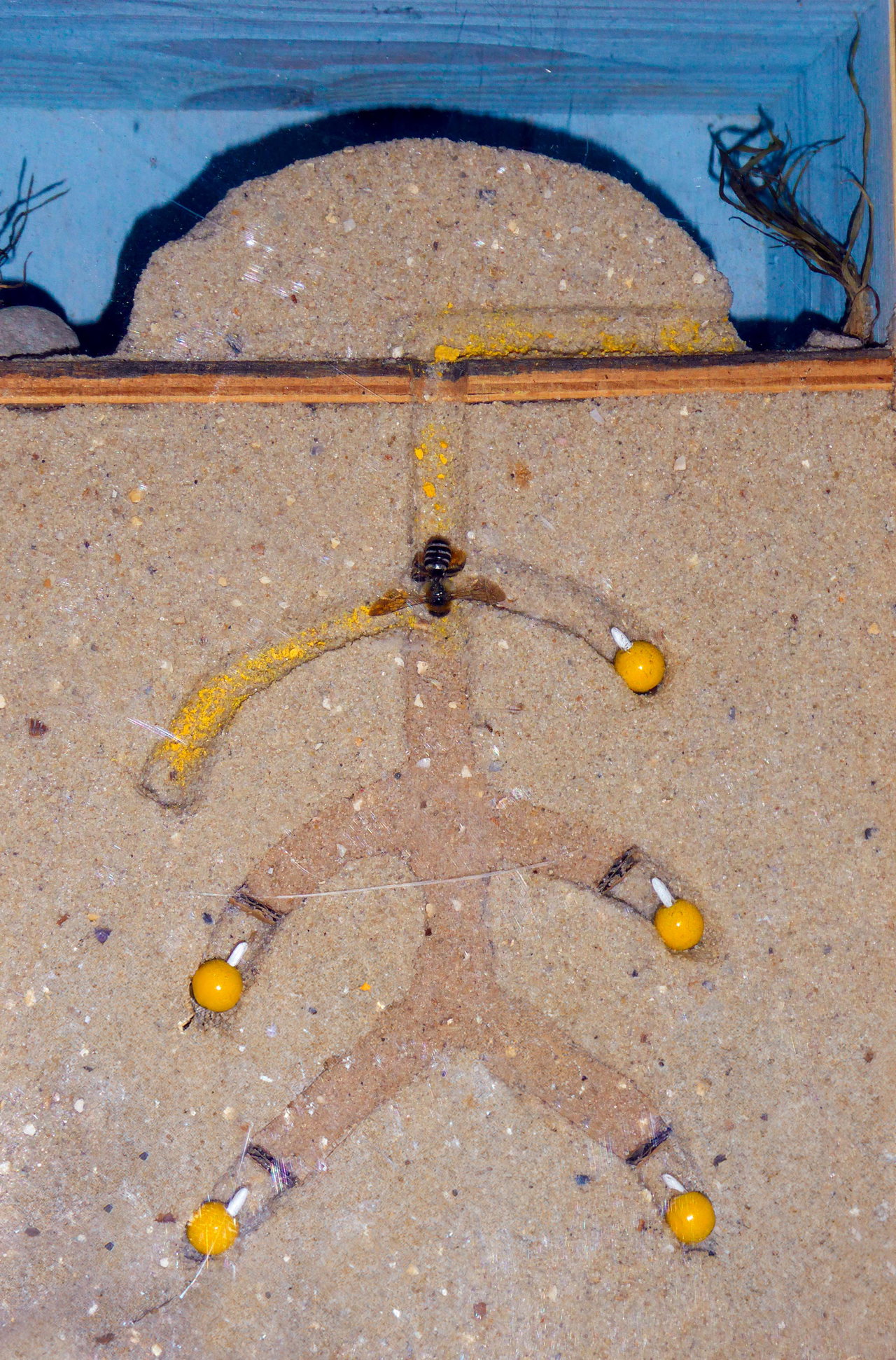 ASB-Kita_Maulwurf_Sandarium_022