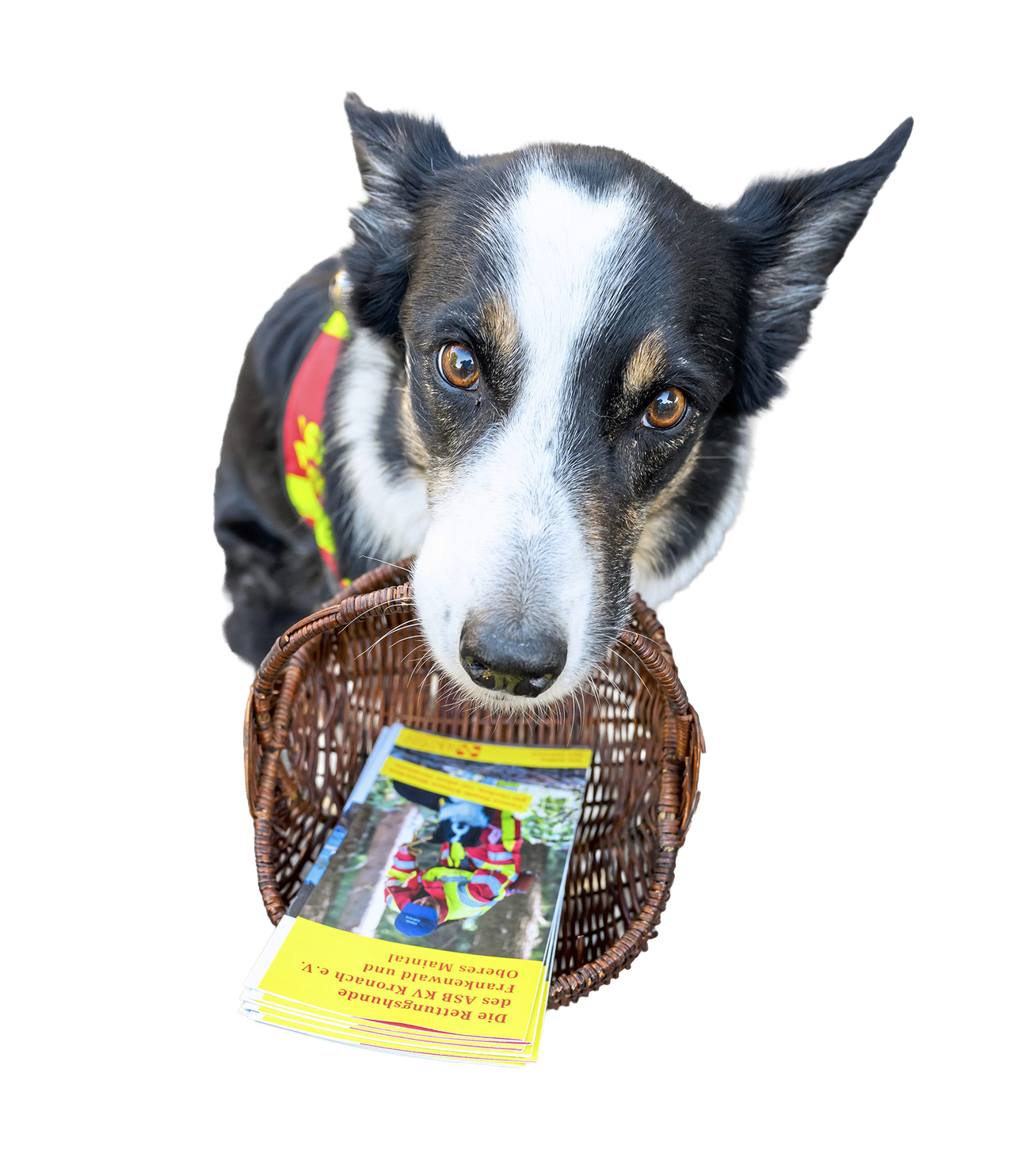 Muenchen_Hund