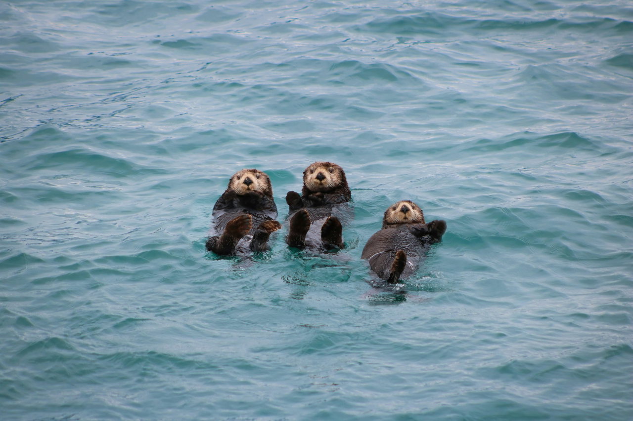 Otter-X9cBHEPO6LU-unsplash