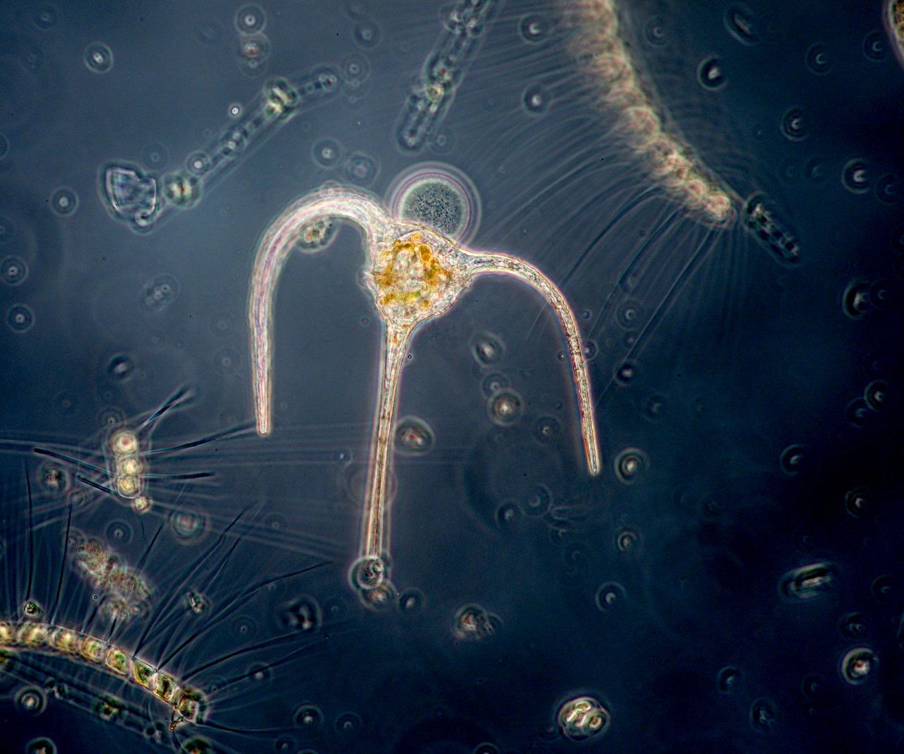 50 - 51 BP3 6895-Phytoplankton-Ostsee-Sarah-Kaehlert