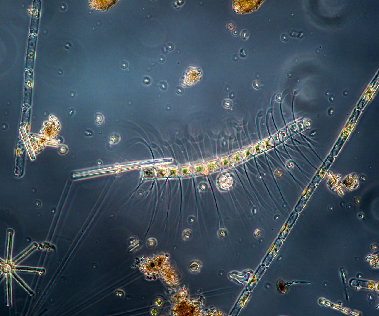50 - 51 Blickpunkt-6888-Phytoplankton-Ostsee-Sarah-Kaehlert